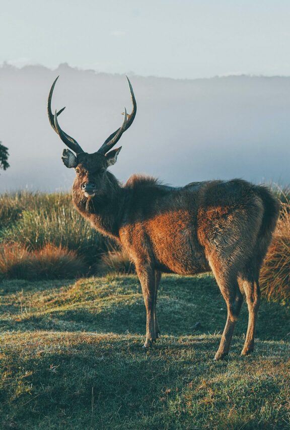 Horton Plains National Park Safari